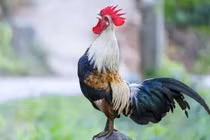 Chuyên gia lý giải việc gà trống luôn gáy đúng giờ