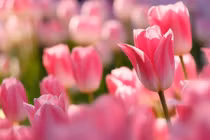 Tháng 1 lộc tràn vào cửa, 3 con giáp làm đâu thắng đó