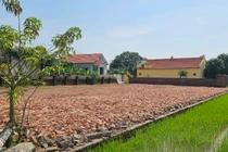 Hải Dương: Hơn 800m2 đất trồng lúa bị san lấp, chính quyền quyết liệt xử lý