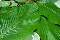 Công dụng giải rượu bằng loại lá vẫn dùng để gói bánh chưng