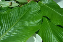 Công dụng giải rượu bằng loại lá vẫn dùng để gói bánh chưng