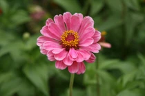 Người sinh vào 5 ngày Âm lịch này có số mệnh phượng hoàng