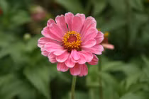 Người sinh vào 5 ngày Âm lịch này có số mệnh phượng hoàng