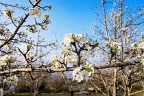 Chiêm ngưỡng sắc trắng tinh khôi tuyến đường hoa lê dài nhất Việt Nam