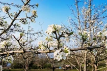 Chiêm ngưỡng sắc trắng tinh khôi tuyến đường hoa lê dài nhất Việt Nam