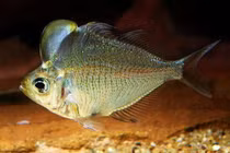 Loài cá cảnh có cái đầu bướu trứ danh được nhiều người tìm kiếm