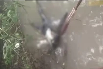 Phát hiện thi thể không đầu trôi trên sông ở Cà Mau