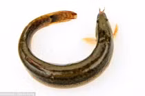 Thủng ruột vì dại dột nhét cá sống vào hậu môn 