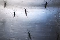 Virus Zika đang lan rộng sang các nước châu Á