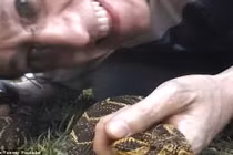 Bị rắn độc cắn vẫn dung dung chơi đùa, quay video