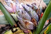 Người dân ùn ùn kéo nhau đi xem cây chuối “siêu hoa“