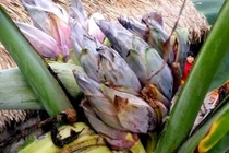 Người dân ùn ùn kéo nhau đi xem cây chuối “siêu hoa“