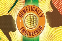 Ưu nhược điểm của thực phẩm GMO từ góc độ ăn chay