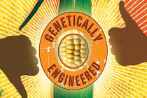 Ưu nhược điểm của thực phẩm GMO từ góc độ ăn chay