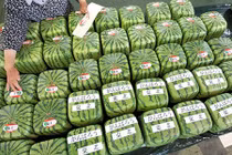 Hiểu lầm khó đỡ về thực phẩm biến đổi gen 