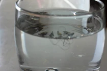 Mẹo kiểm tra tóc khỏe hay yếu chỉ với một cốc nước