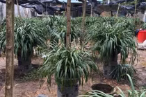 'Giấc mộng vua Trần': 200 triệu mua địa lan huyền thoại chơi Tết