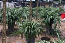 'Giấc mộng vua Trần': 200 triệu mua địa lan huyền thoại chơi Tết