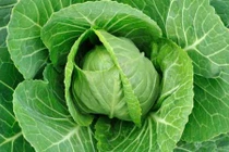 Bài thuốc chữa bệnh gout khỏi hẳn với lá bắp cải