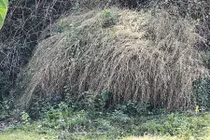 Bụi hoa tre to như ụ rơm chưa từng thấy ở Quảng Ngãi