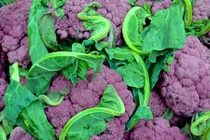 Lợi ích khi ăn các loại rau củ quả có màu tím