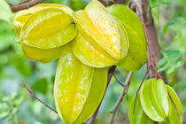 Điểm mặt loạt rau củ quả chứa sẵn độc tố giết người 