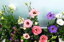 Những loại hoa cầu tài nhất định phải có trong nhà ngày Tết