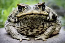 Người đàn ông mất mạng vì nhầm lẫn đáng tiếc