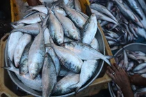 Điểm mặt các loại cá chứa nhiều thủy ngân nhất