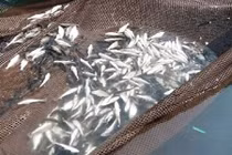 Nhiều tấn cá nuôi lồng bè chết bất thường ở Hà Tĩnh