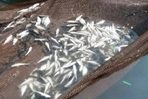 Nhiều tấn cá nuôi lồng bè chết bất thường ở Hà Tĩnh