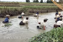 Xem dân xứ Quảng bắt cá bằng nơm tre mùa mưa lũ