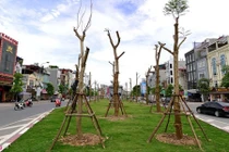 Hà Nội trồng 800.000 cây xanh dịp Tết Đinh Dậu 2017