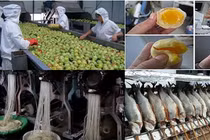 10 thực phẩm TQ độc hại khiến cả thế giới sợ hãi