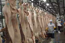 Bộ Nông nghiệp kiến nghị dự trữ thịt lợn giải cứu chăn nuôi