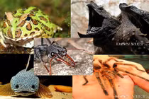 Dân phố Việt đua nhau chơi sinh vật kỳ dị