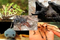 Dân phố Việt đua nhau chơi sinh vật kỳ dị