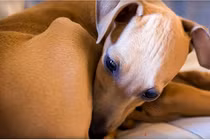 Hiểm họa nhiễm trùng máu khi cho chó liếm mặt