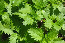 Những loại cỏ dại ăn được chứa nhiều chất dinh dưỡng 