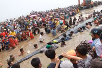 Phát hiện hai cá voi chết trong vùng biển Nghệ An