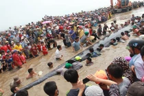 Phát hiện hai cá voi chết trong vùng biển Nghệ An