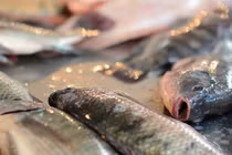 Những điều cần cân nhắc khi ăn cá rô phi