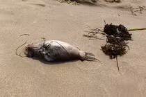 Đà Nẵng: Cá chết có thể do... bị thương ngoài biển