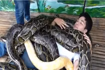 Hết hồn với kiểu massage cơ thể bằng trăn hoa