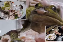 Món sashimi ếch sống chỉ nhìn thôi cũng nổi gai ốc