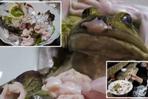 Món sashimi ếch sống chỉ nhìn thôi cũng nổi gai ốc