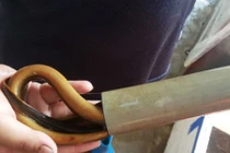 Kiếm bạc triệu mỗi ngày giữa mùa nắng nhờ bẫy lươn đồng