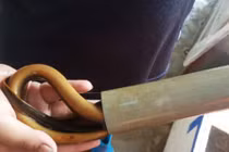 Kiếm bạc triệu mỗi ngày giữa mùa nắng nhờ bẫy lươn đồng