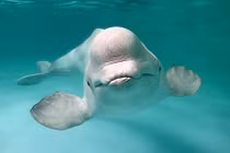 Nga dùng cá voi bảo vệ căn cứ hải quân?