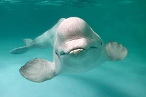 Nga dùng cá voi bảo vệ căn cứ hải quân?